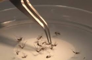 Pensão vitalícia para crianças com microcefalia decorrente da Zika